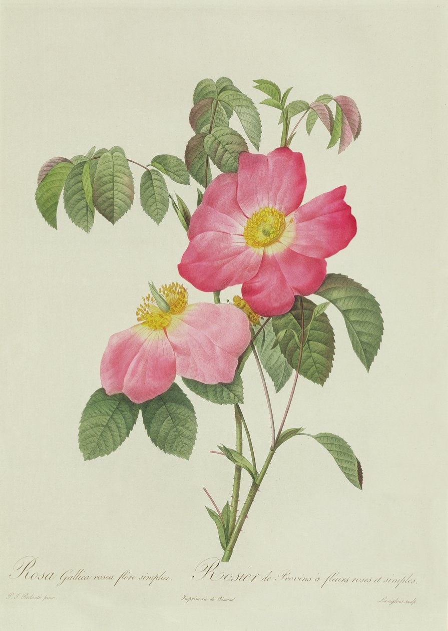 Rose Tomentosa av Pierre Joseph Redouté