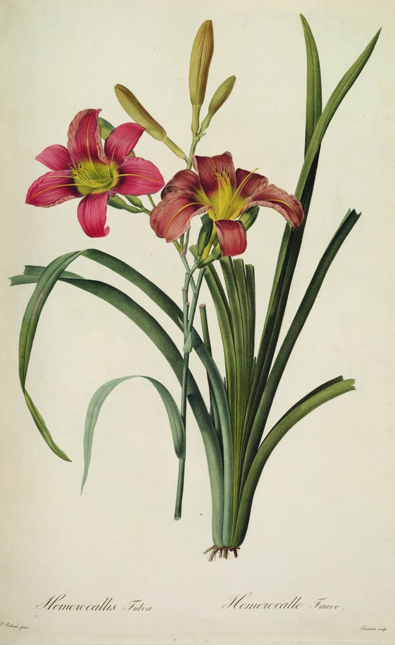 Hemerocallis fulva (lilja), från ,Les Liliacees