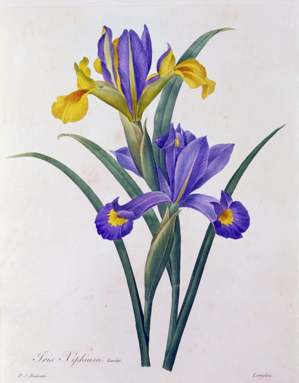 Iris Xiphium (färgad gravyr) av Pierre Joseph Redouté