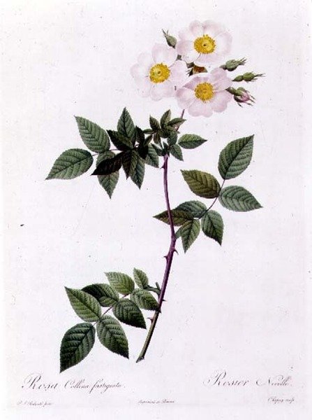 Rosa Collina fastigiata av Pierre Joseph Redouté