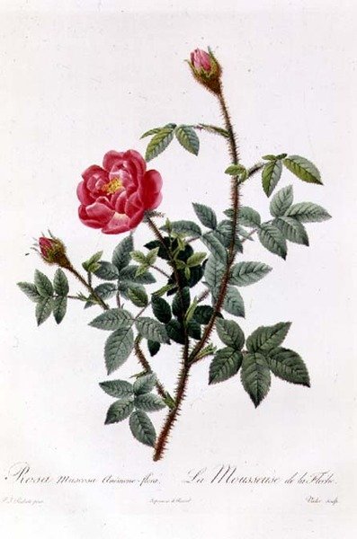 Rosa Muscosa Anemone-Flora av Pierre Joseph Redouté
