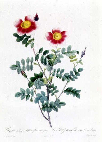 Rosa Rova av Pierre Joseph Redouté