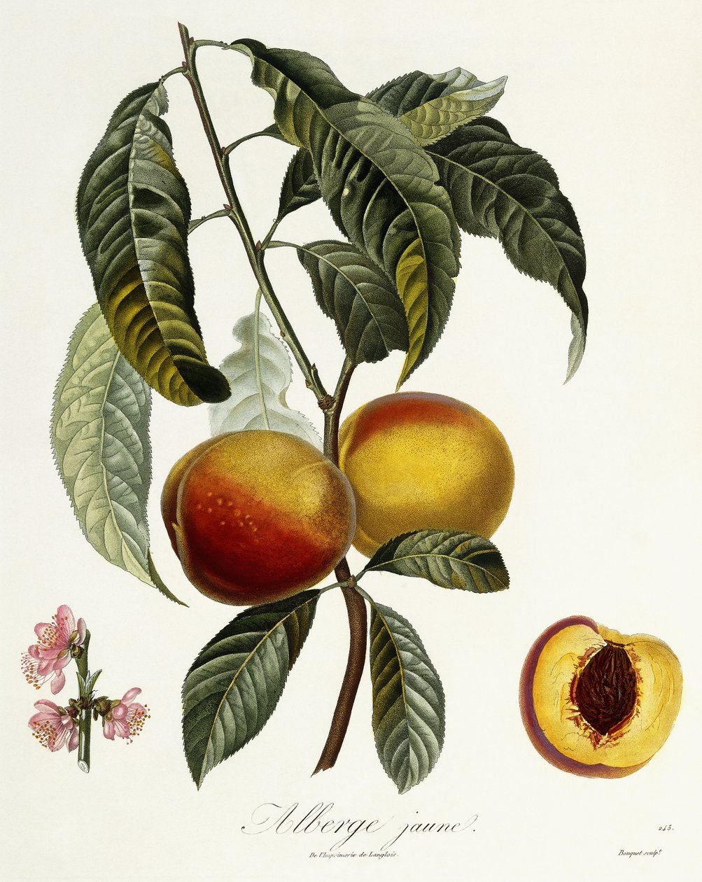 gult värdshus av Pierre Antoine Poiteau