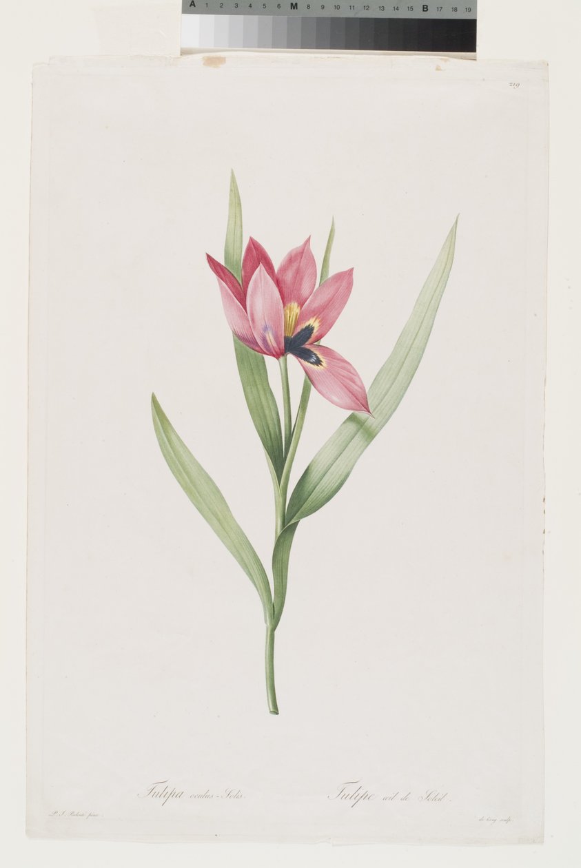 Tulpan Oeil De Soleil av Pierre Joseph (after) Redoute