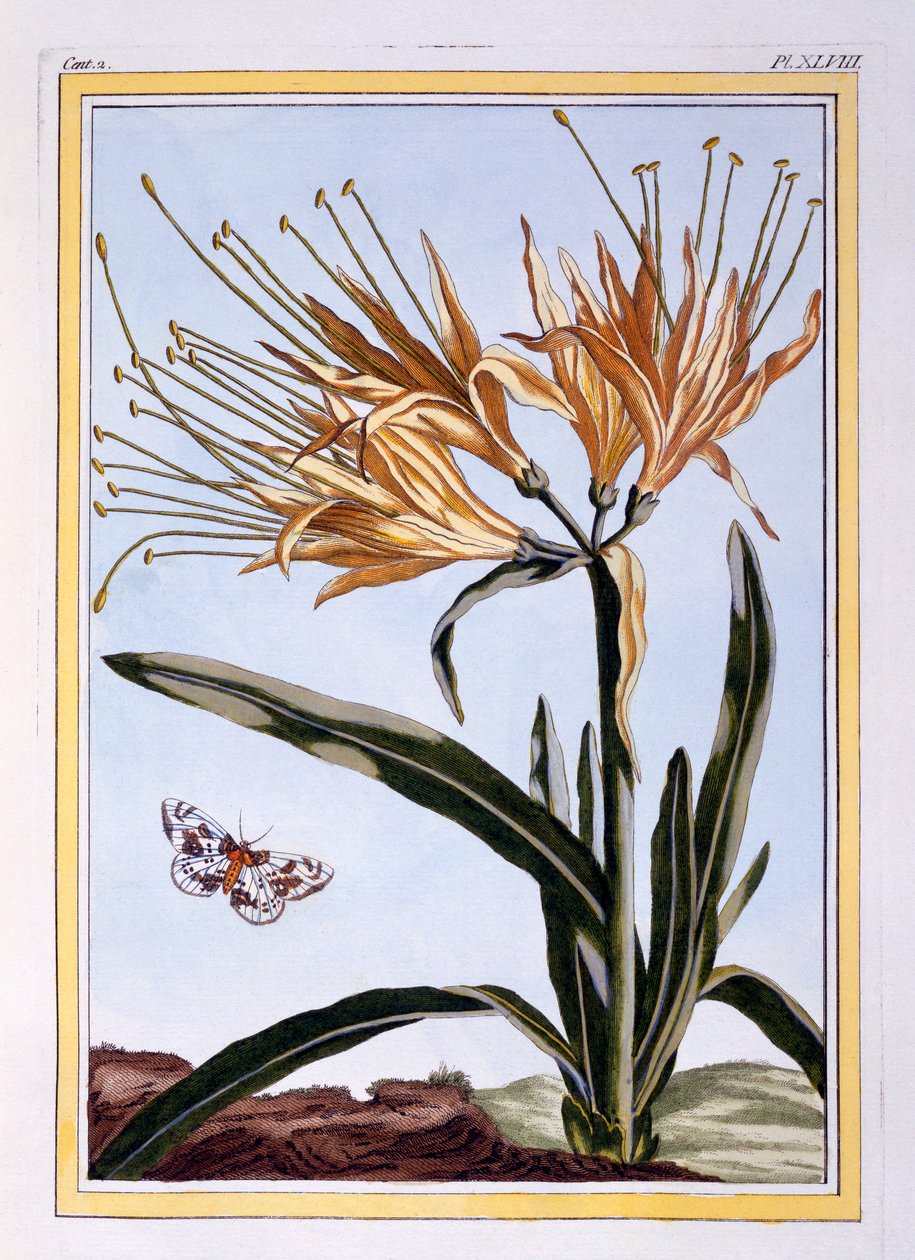 En Lily, pub. 1776. av Pierre Joseph Buchoz