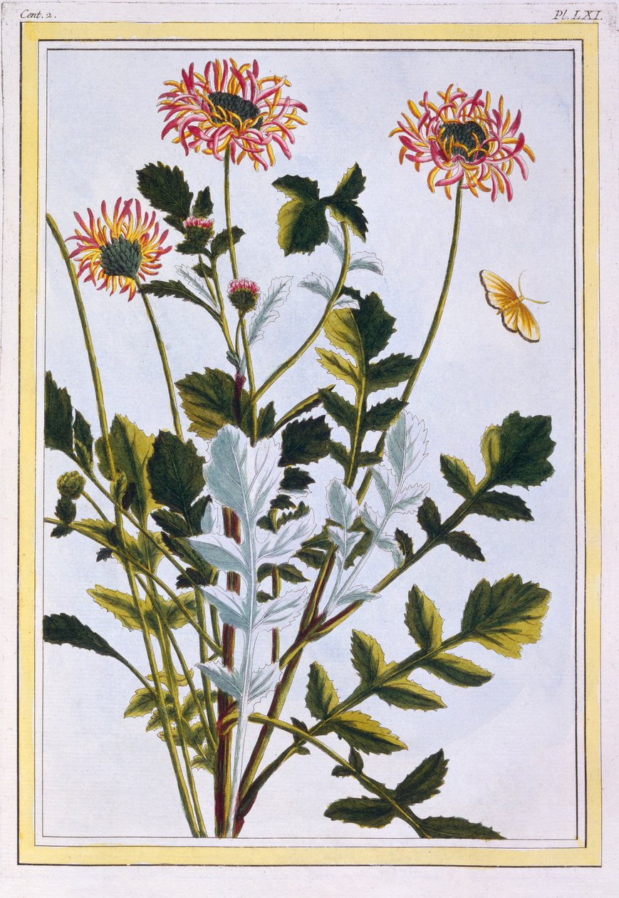 Etiopisk Arctotis African Daisy, pub. 1776. av Pierre Joseph Buchoz