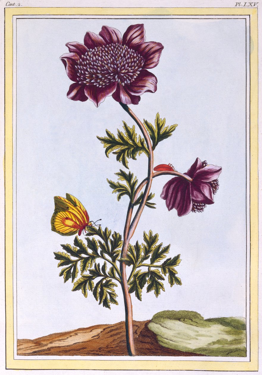Garden Anenome Windflower, pub. 1776. av Pierre Joseph Buchoz