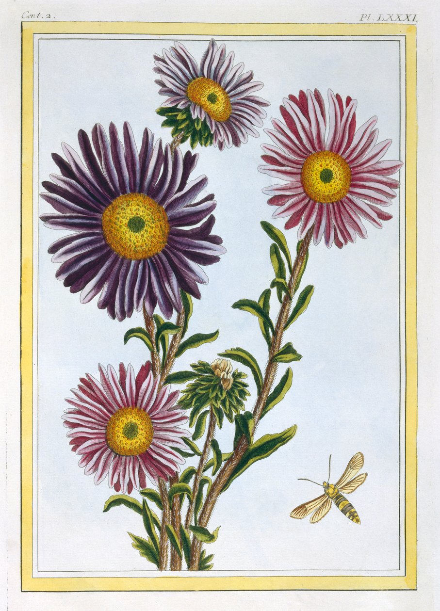 Drottningen Marguerite Aster, pub. 1776. av Pierre Joseph Buchoz