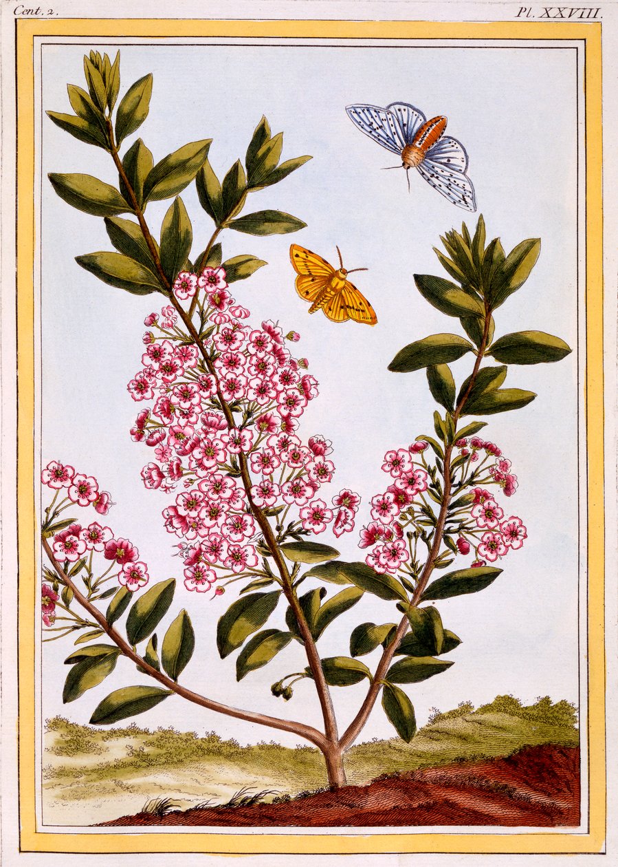 Fårslager Kalmia augustifolia, pub. 1776. av Pierre Joseph Buchoz