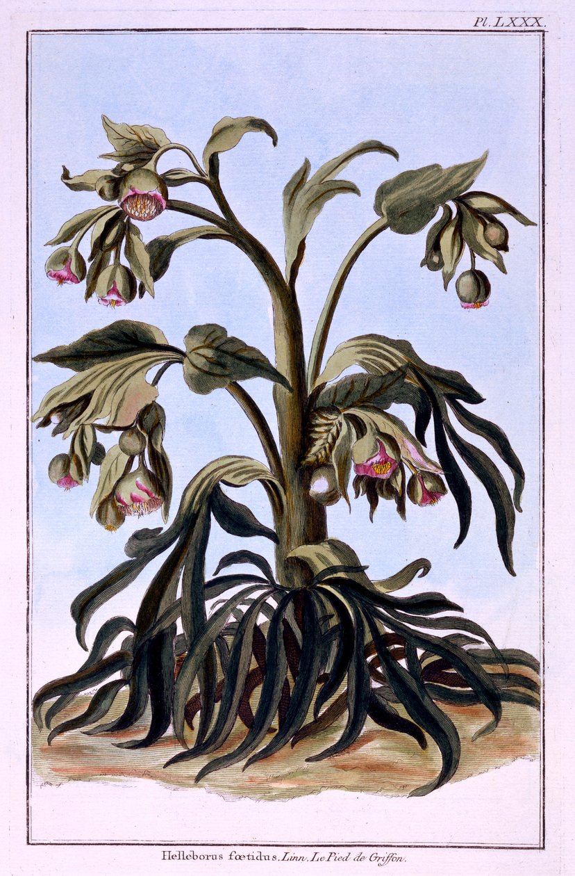 Stinkande Hellebore av Pierre Joseph Buchoz