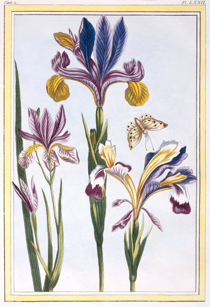 Brokig Iris, pub. 1776. av Pierre Joseph Buchoz