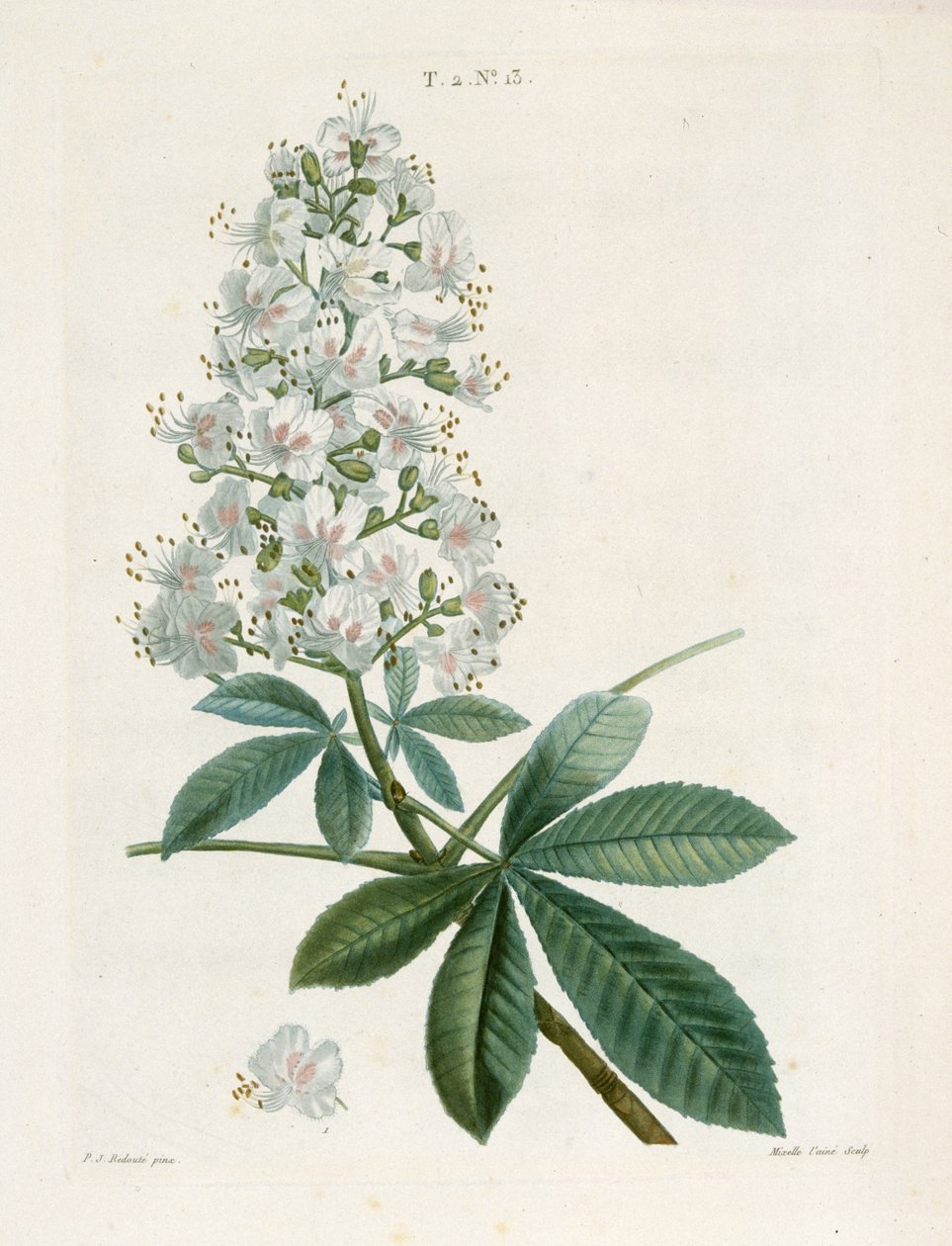 Aesculus Hippocastorum, hästkastanj, c1800-1830. av Pierre Joseph Redouté