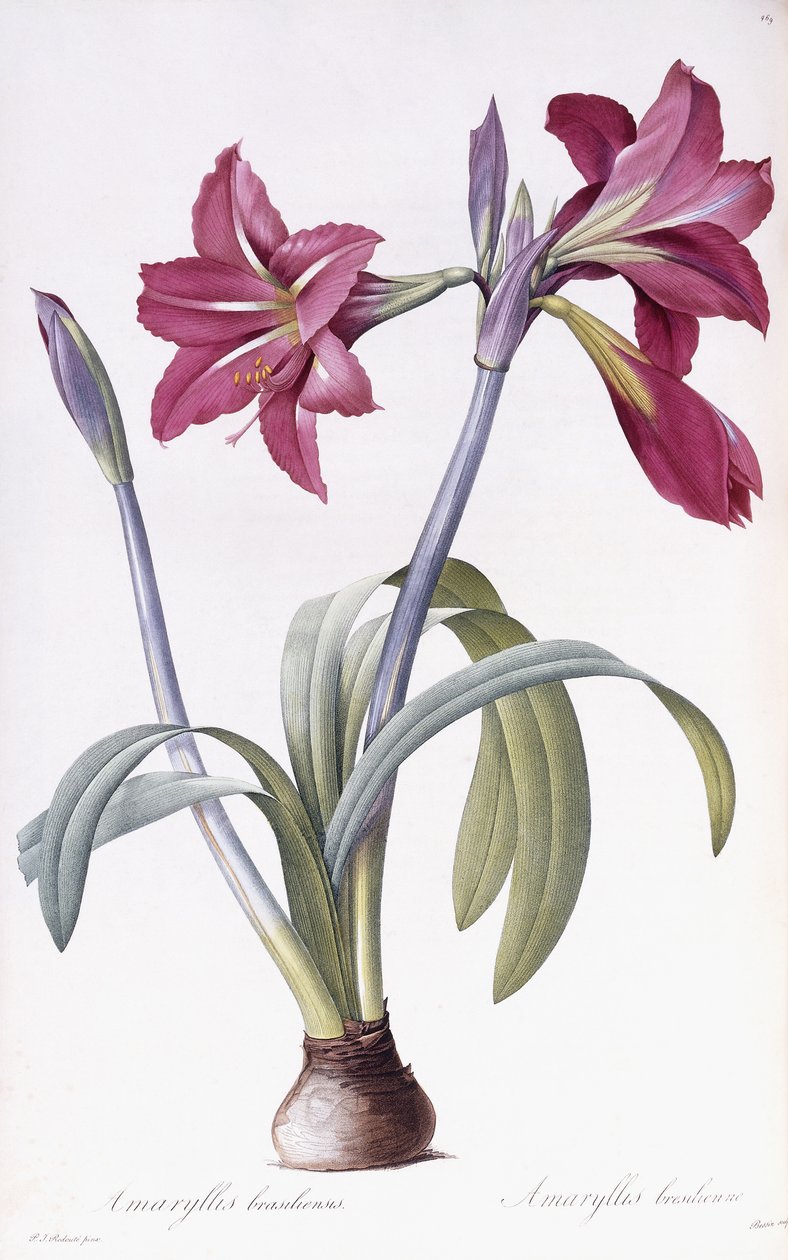 Amaryllis Brasiliensis av Pierre Joseph Redouté
