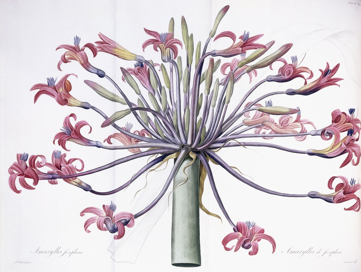 Amaryllis Josephina, 1802-1816 av Pierre Joseph Redouté