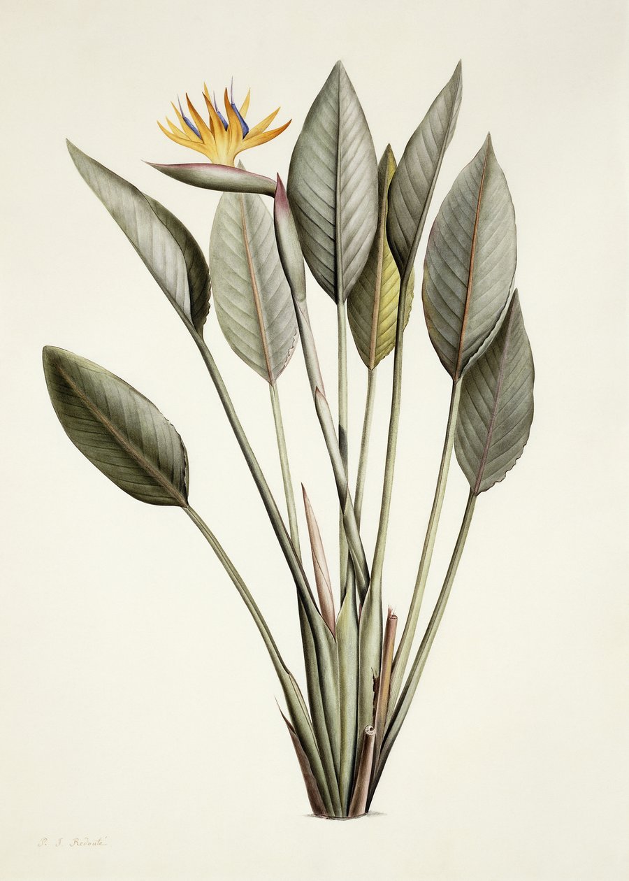 Paradisfågel; Drottning Strelitzia av Pierre Joseph Redouté