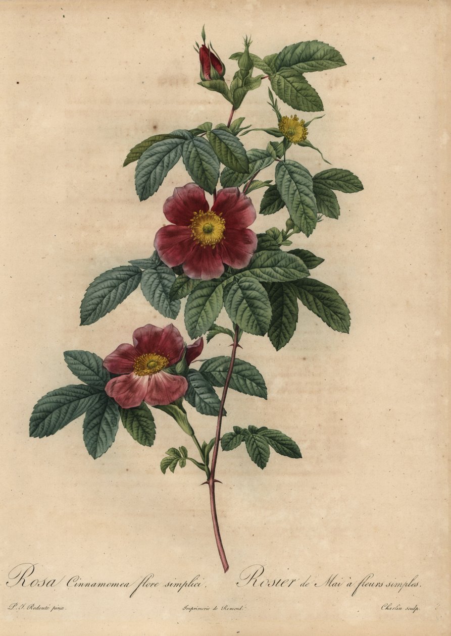 Kanelros, Rosa majalis av Pierre Joseph Redouté