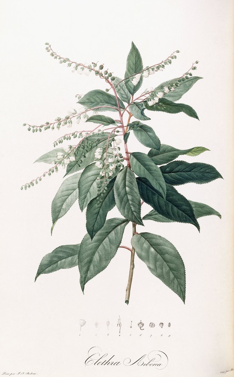 Clethra Arborea av Pierre Joseph Redouté