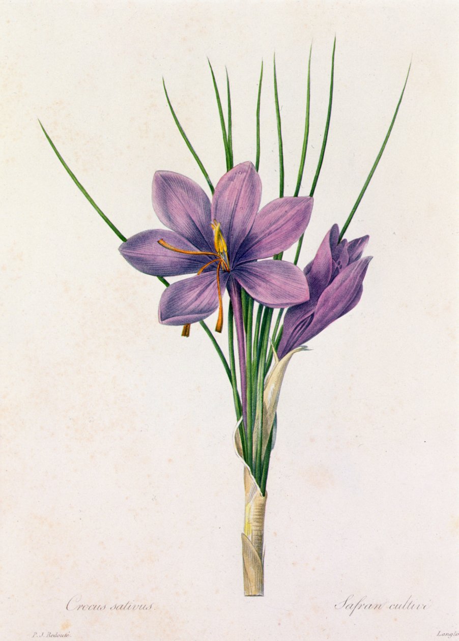 Crocus Sativus (färgad gravyr) av Pierre Joseph Redouté