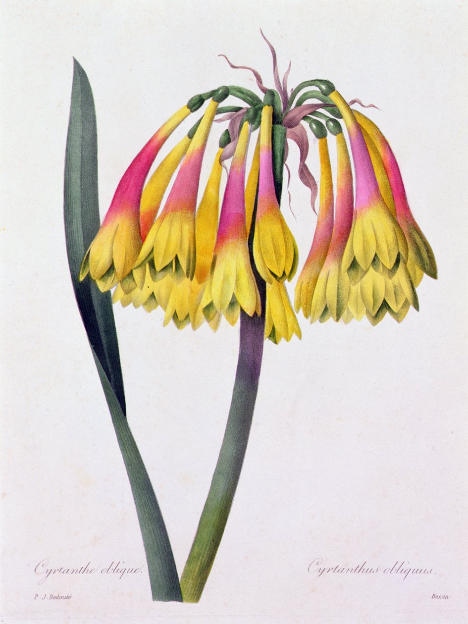 Cyrtanthus Obliquus (färgad gravyr) av Pierre Joseph Redouté