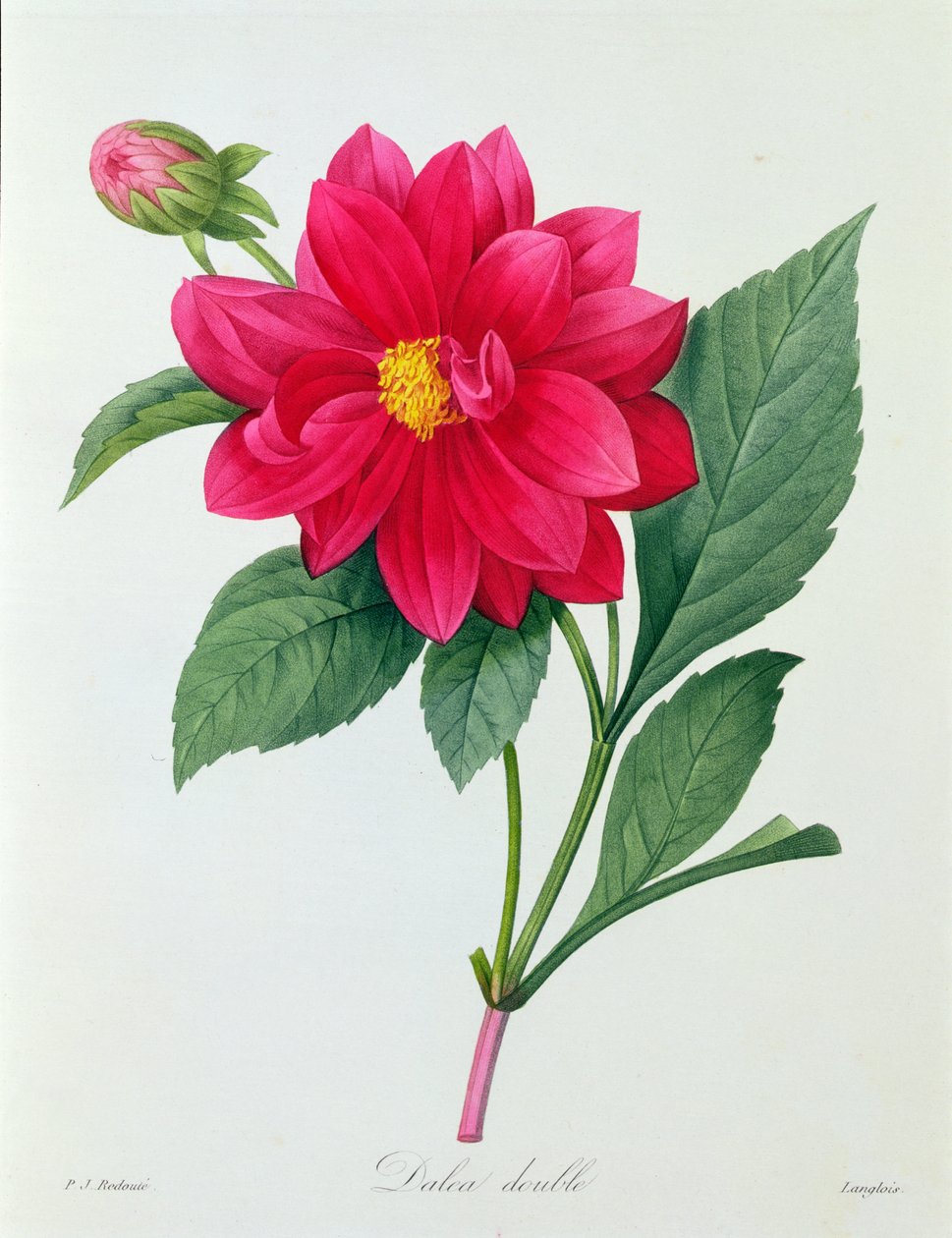 Dahlia Double (färgad gravyr) av Pierre Joseph Redouté