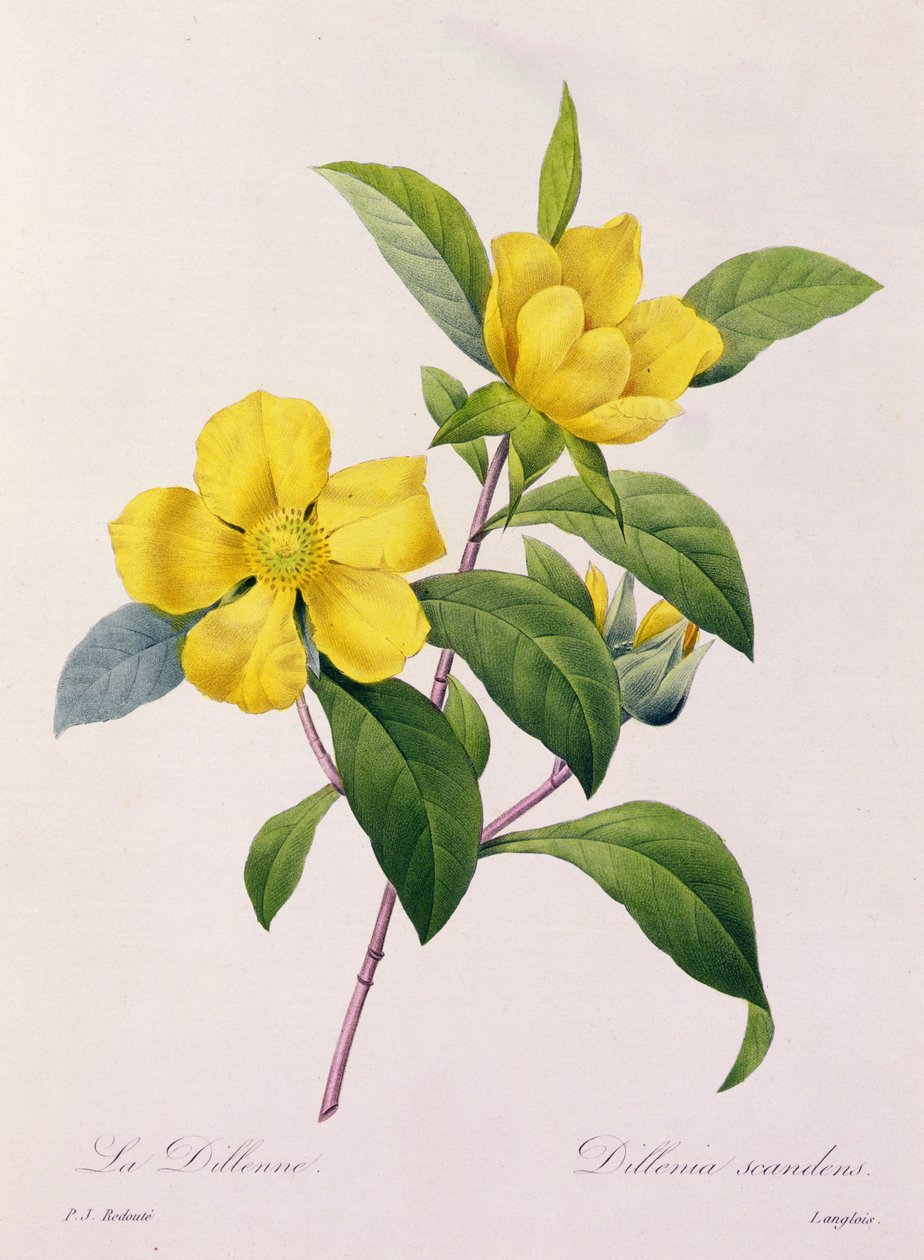 Dillenia Scandens (färgad gravyr) av Pierre Joseph Redouté