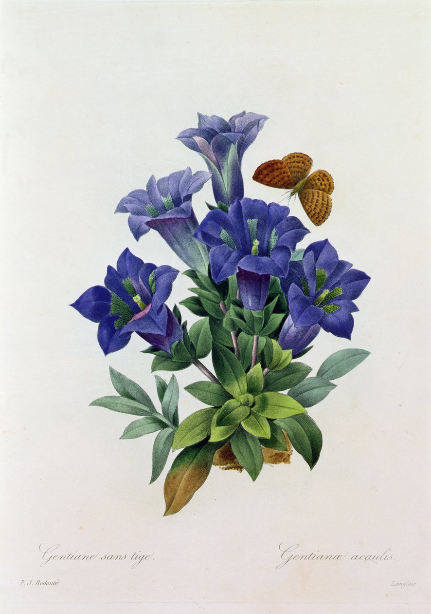 Gentiana Acaulis (färgad gravyr) av Pierre Joseph Redouté