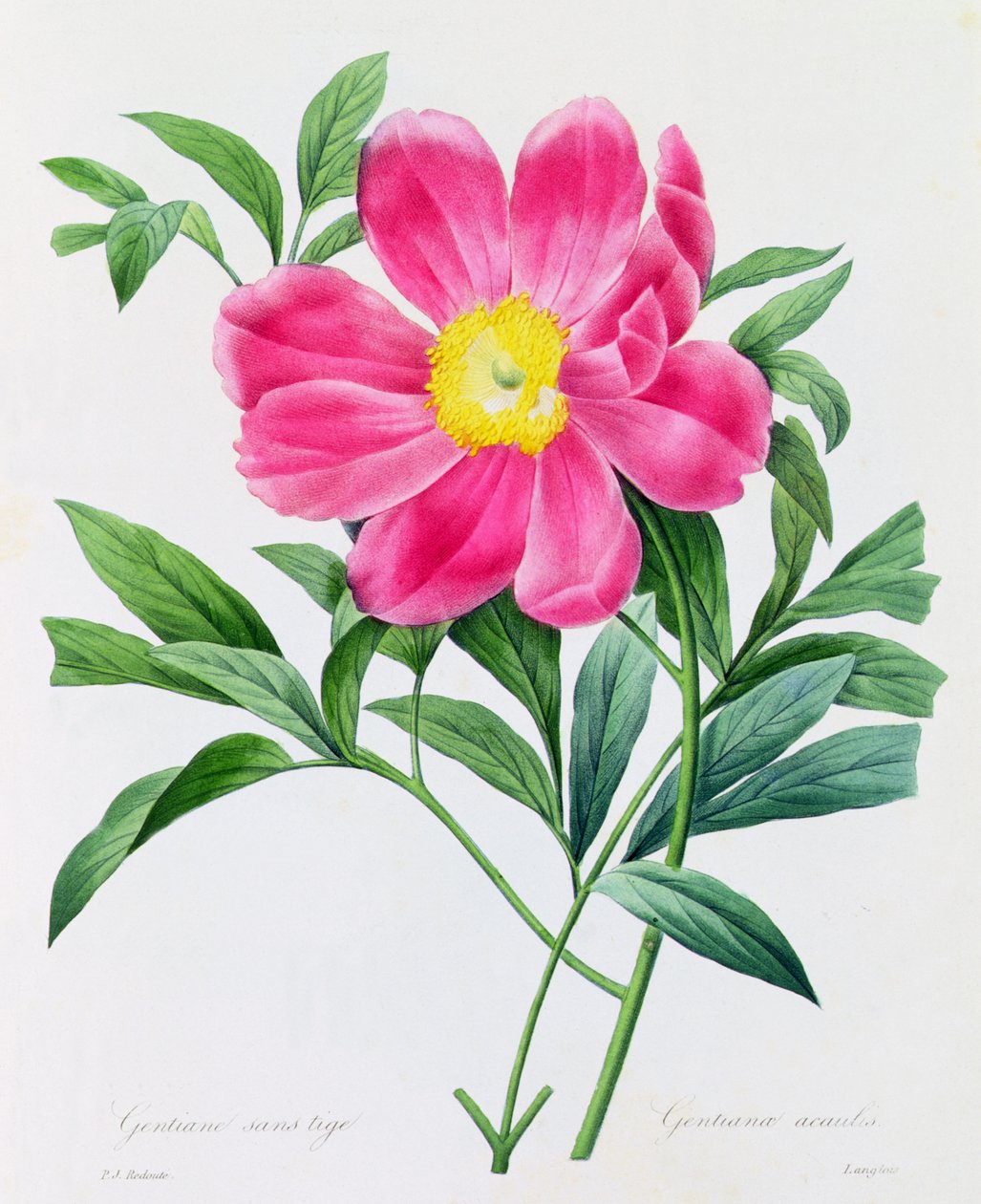 Stamlös Gentian (färgad gravyr) av Pierre Joseph Redouté