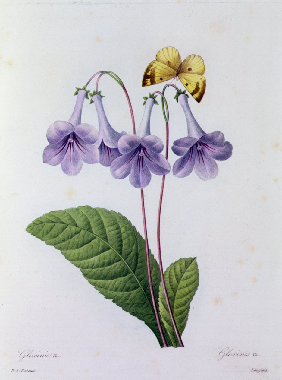Gloxinia (färgad gravyr) av Pierre Joseph Redouté