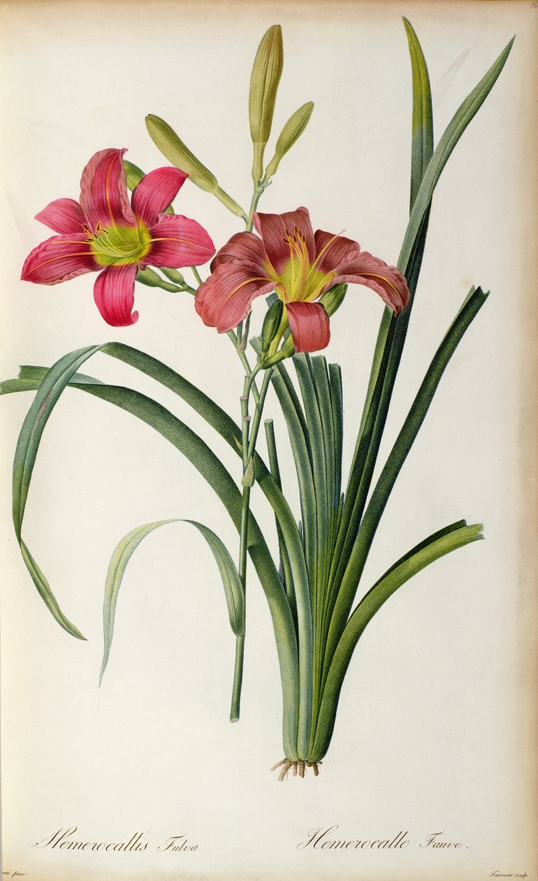 Hemerocallis fulva, från "Les Liliacees", 1805. av Pierre Joseph Redouté
