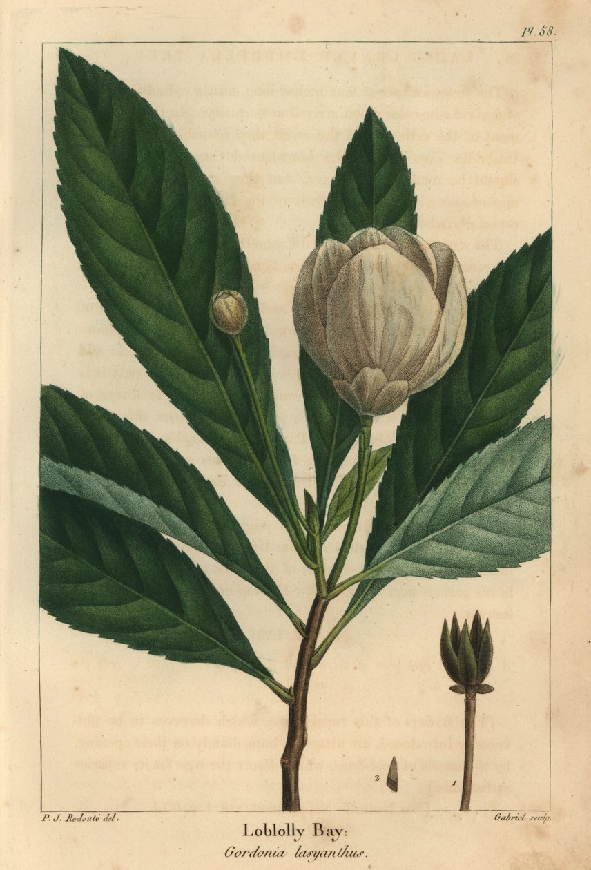Loblolly bay, Gordonia lasyanthus (gravyr) av Pierre Joseph Redouté