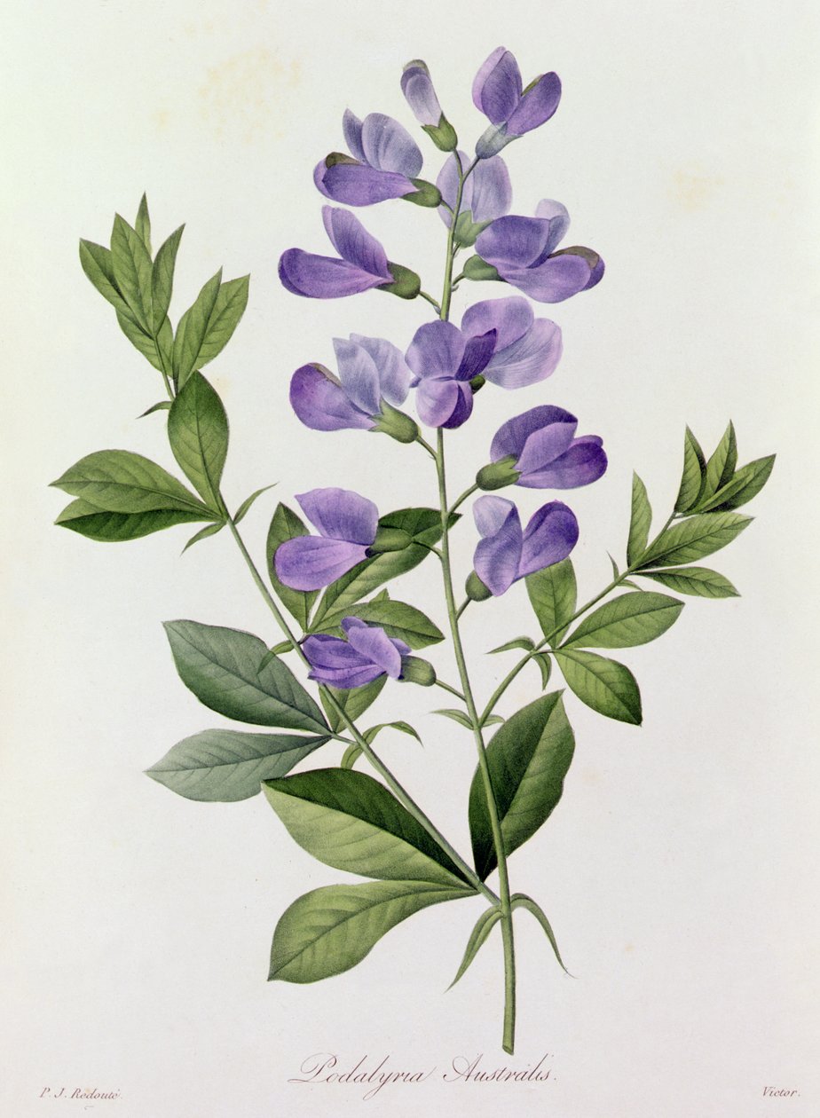 Podalyria Australis (färgad gravyr) av Pierre Joseph Redouté