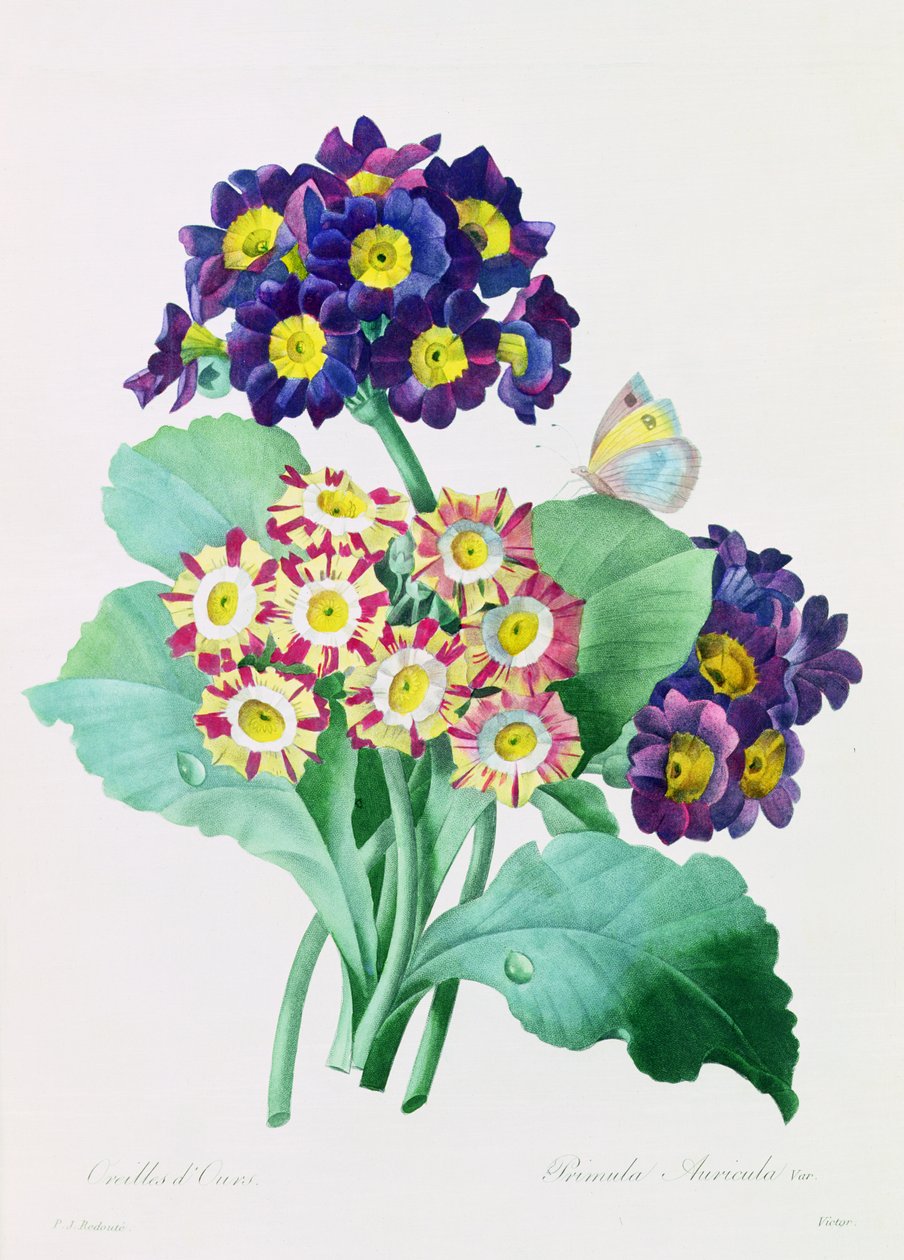 Primula Auricula (färgad gravyr) av Pierre Joseph Redouté