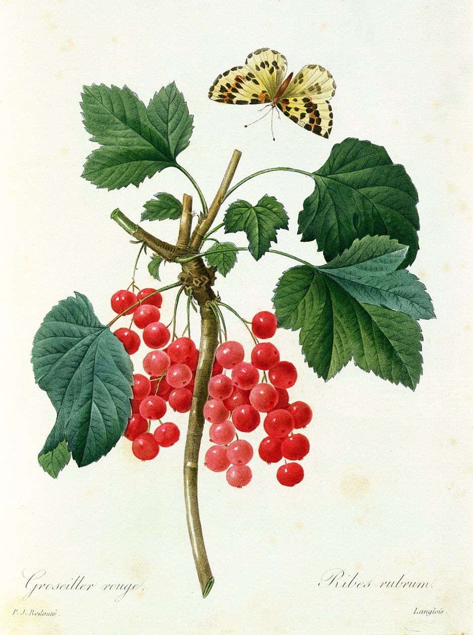 Röda vinbär, utgiven av Langois (tryck) av Pierre Joseph Redouté