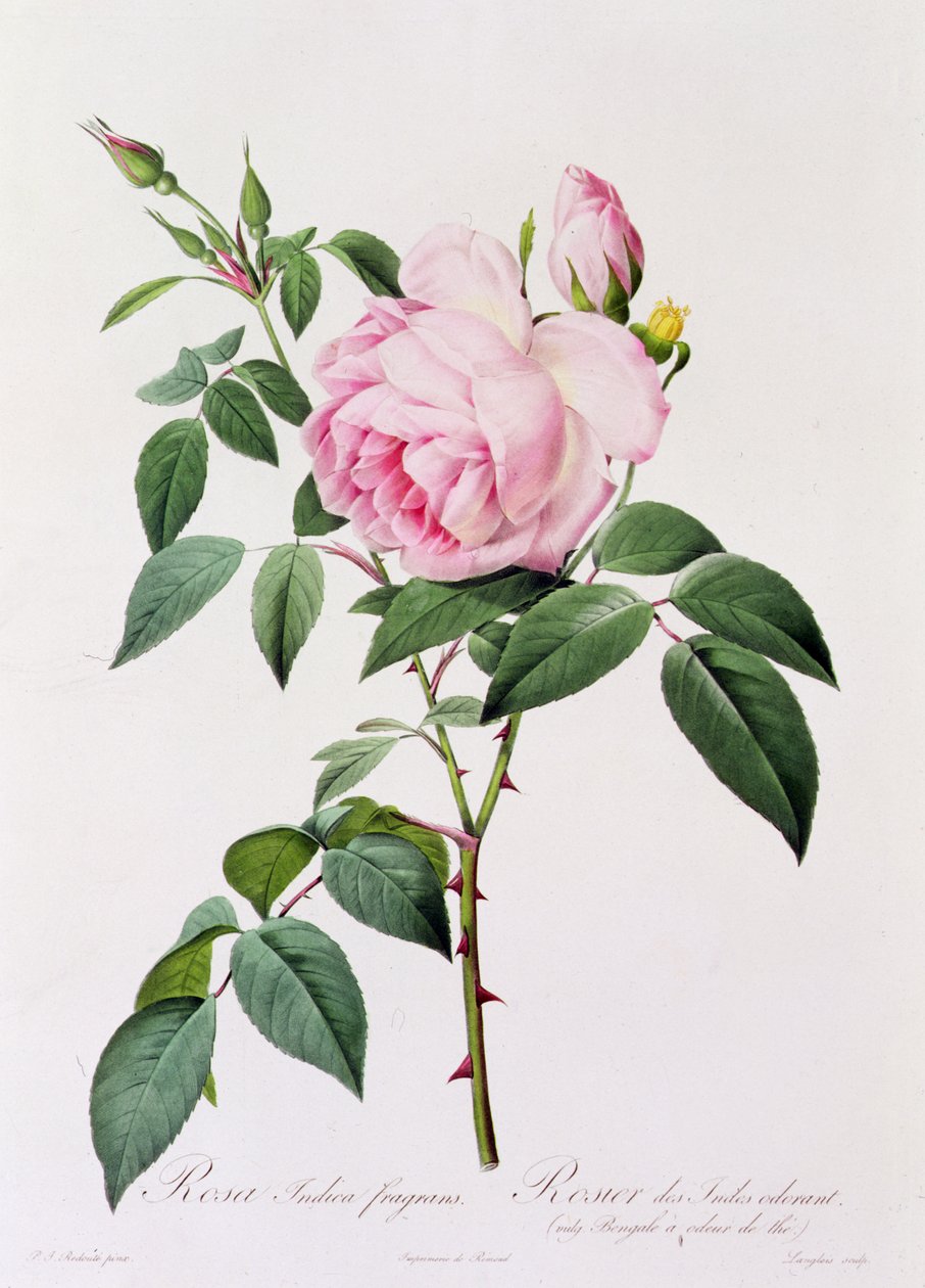 Rosa Indica Fragans (färgad gravyr) av Pierre Joseph Redouté