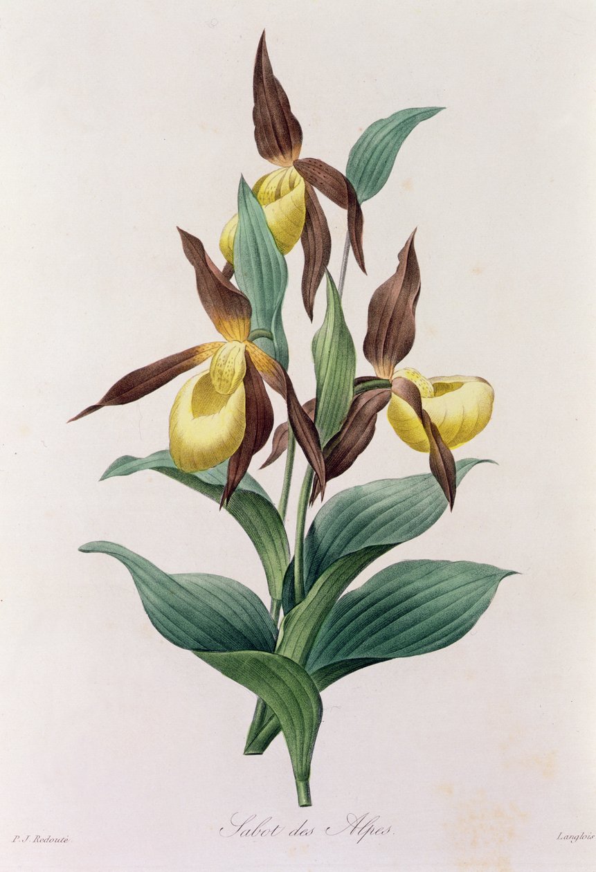 Sabot des Alpes (färgad gravyr) av Pierre Joseph Redouté