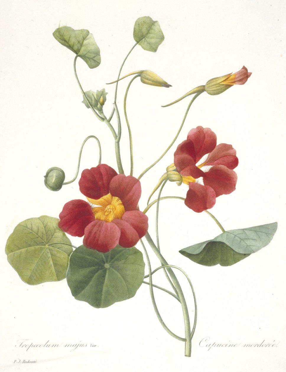 Tropaeolum majus (Garden Nasturtium), 1827 av Pierre Joseph Redouté