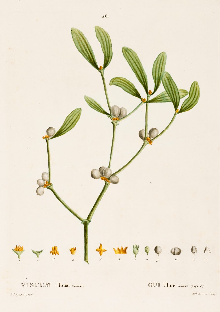 Viscum vit L. Mistel, c1800-1830. av Pierre Joseph Redouté