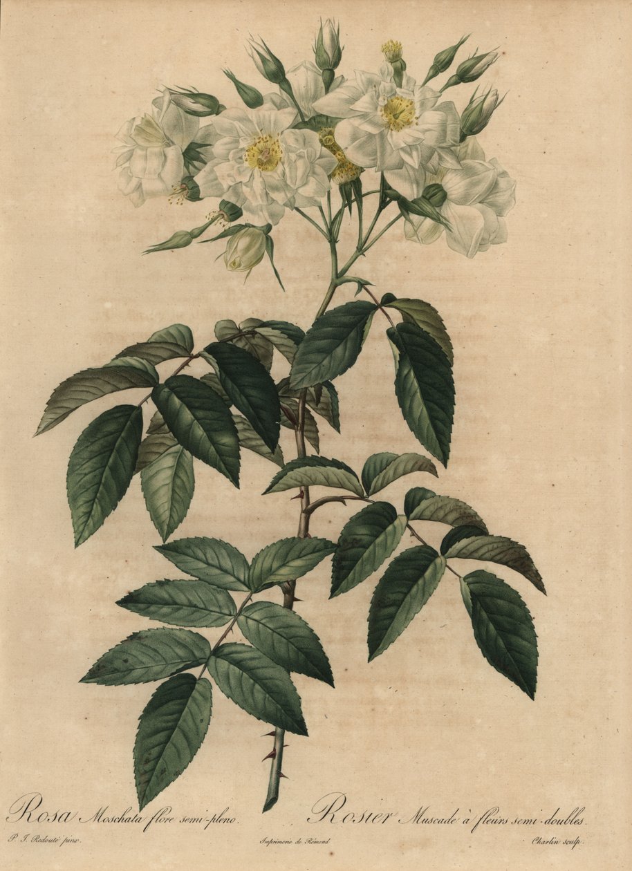 Vit myskros, Rosa moschata av Pierre Joseph Redouté