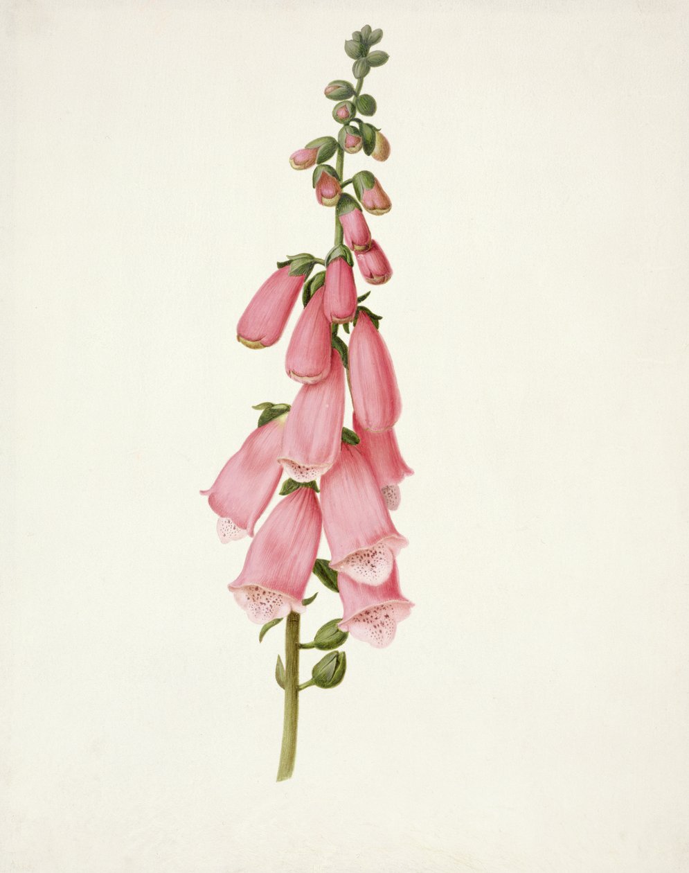 PD.101-1973f.50 Foxglove (Digitalis purpura) (wc und gouache on vellum)swed av Pieter Withoos