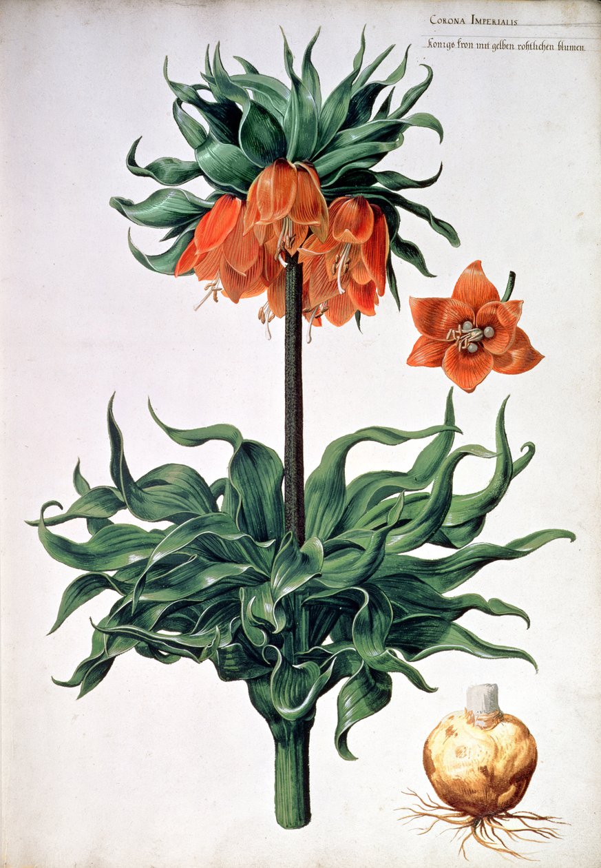 Fritillaria imperialis, ca 1630 av Pieter van Kouwenhoorn