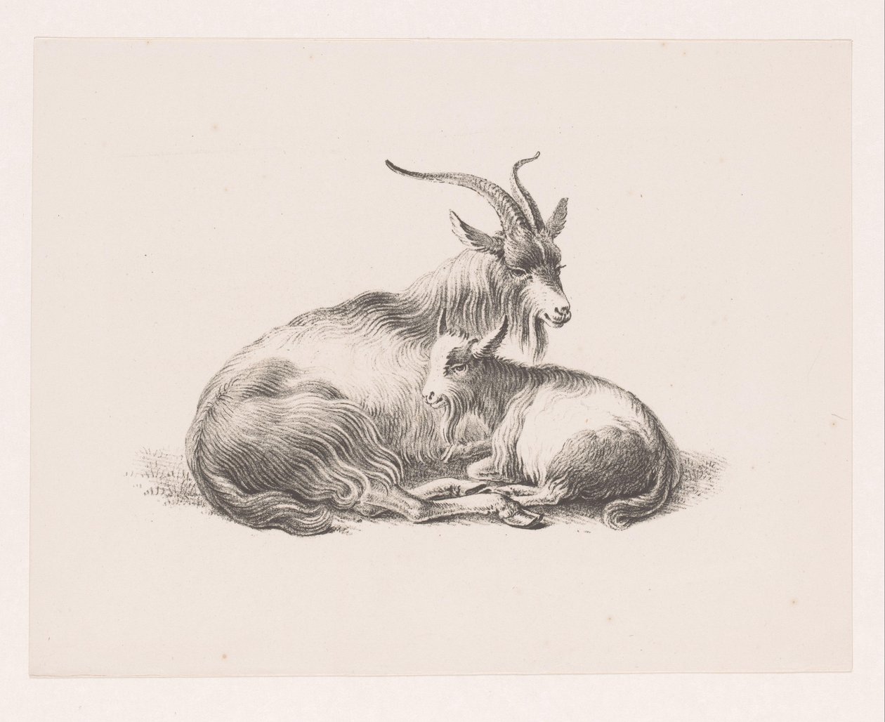 Bock och en get av Pieter Bartholomeusz. Barbiers