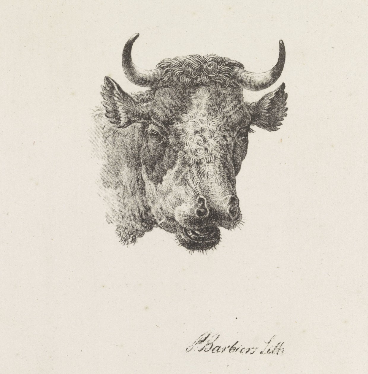 tjurhuvud av Pieter Bartholomeusz. Barbiers