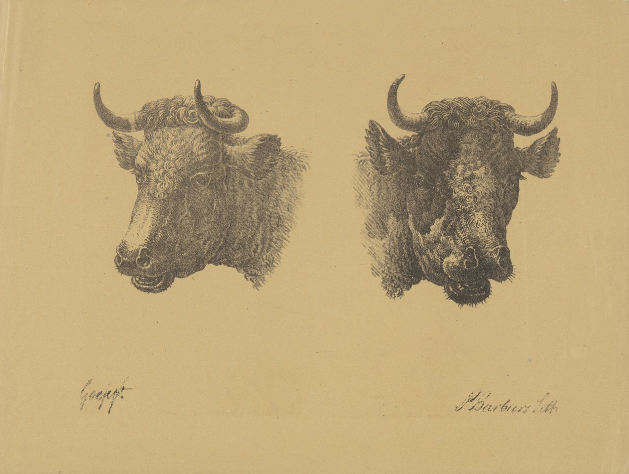 Två tjurhuvuden av Pieter Bartholomeusz. Barbiers