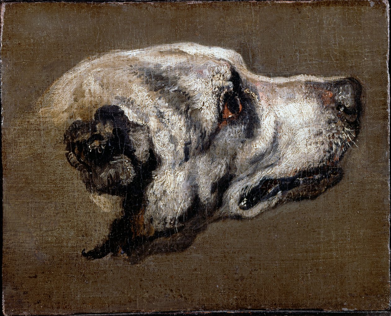 Head of a Hund av Pieter or Peter Boel