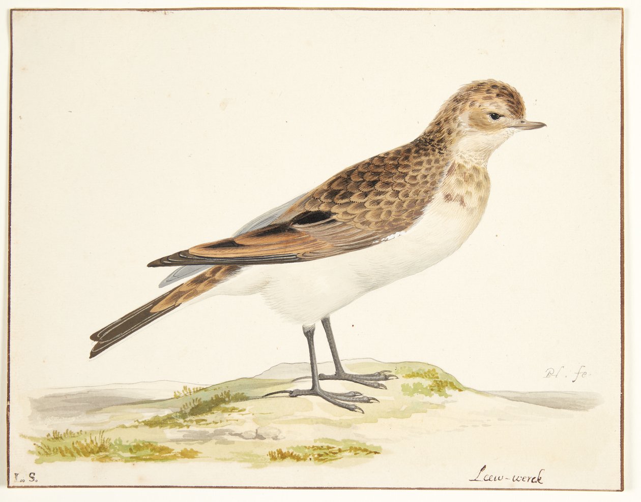 En sånglärka (alauda arvensis) av Pieter Holsteijn