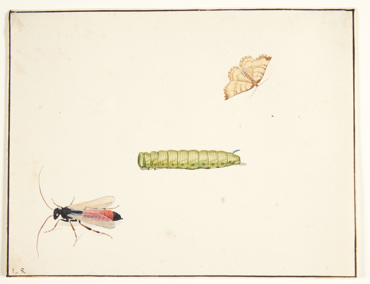 Tre insektsstudier av Pieter Holsteijn