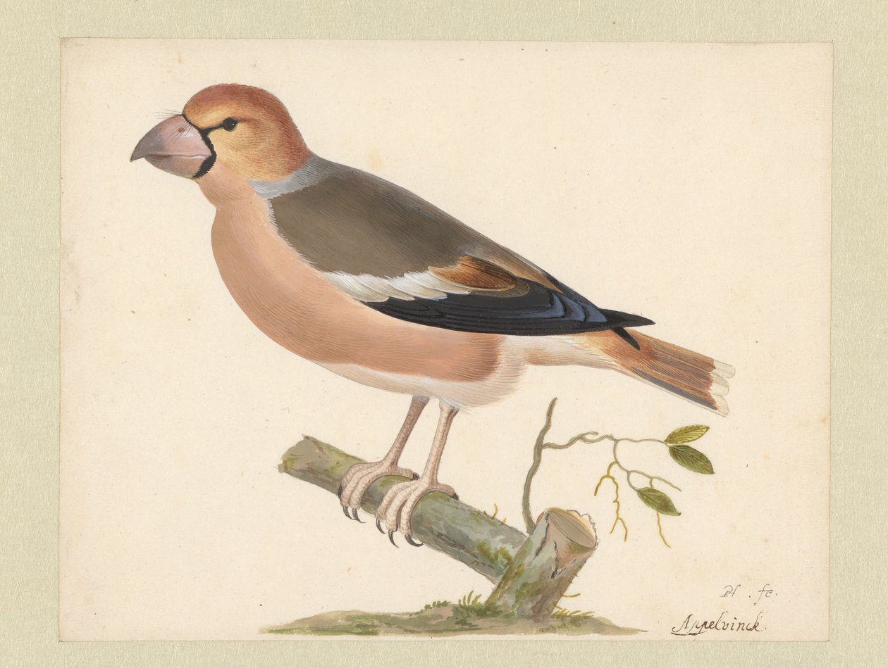 Äppelfink av Pieter Holsteyn (I)