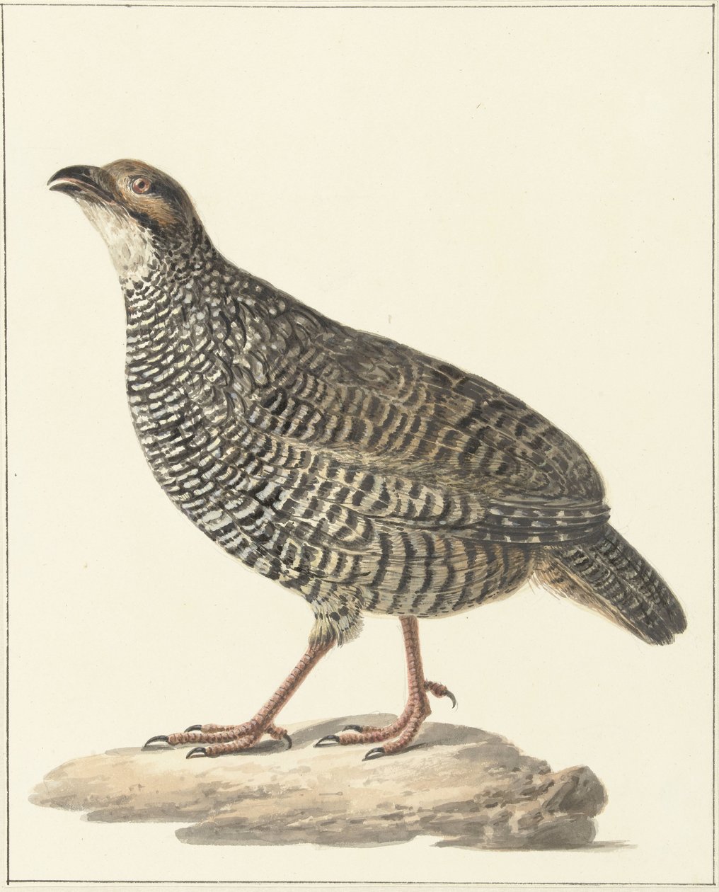 Kinesisk frankolin (Excalfactoria chinensis) av Pieter Pietersz. Barbiers
