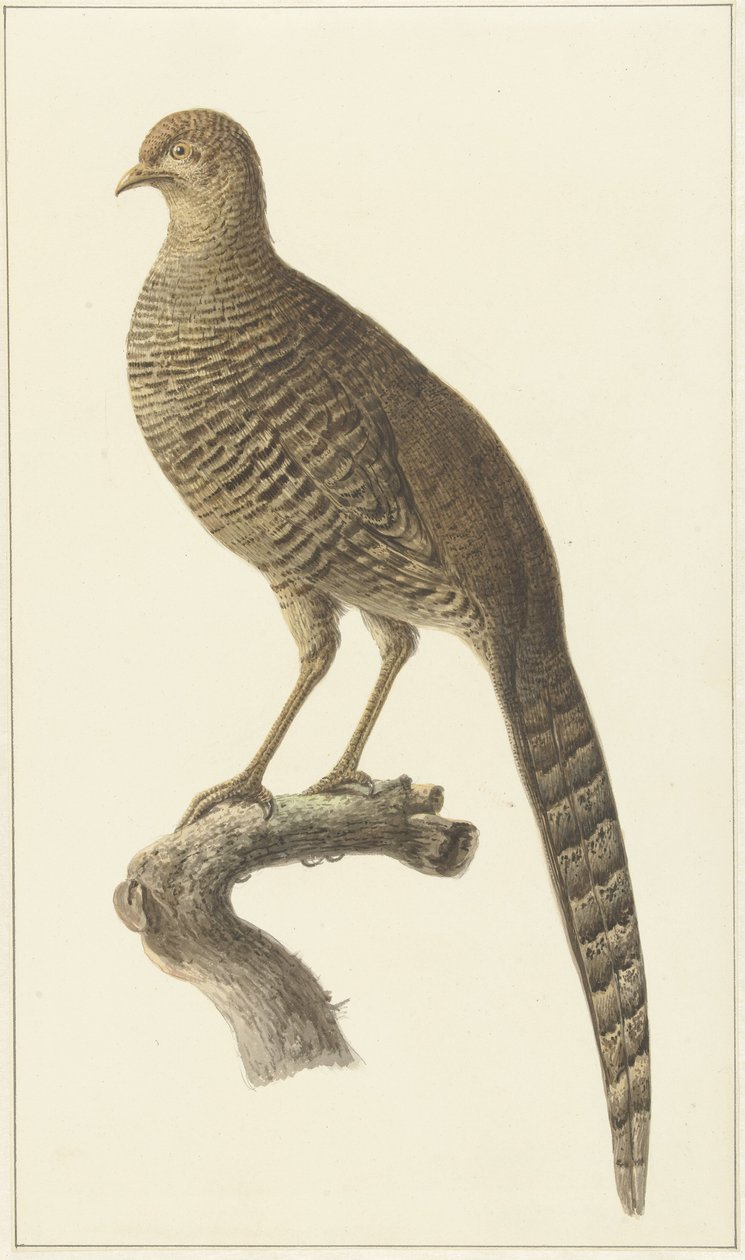 Goudfazant, hen av Pieter Pietersz. Barbiers