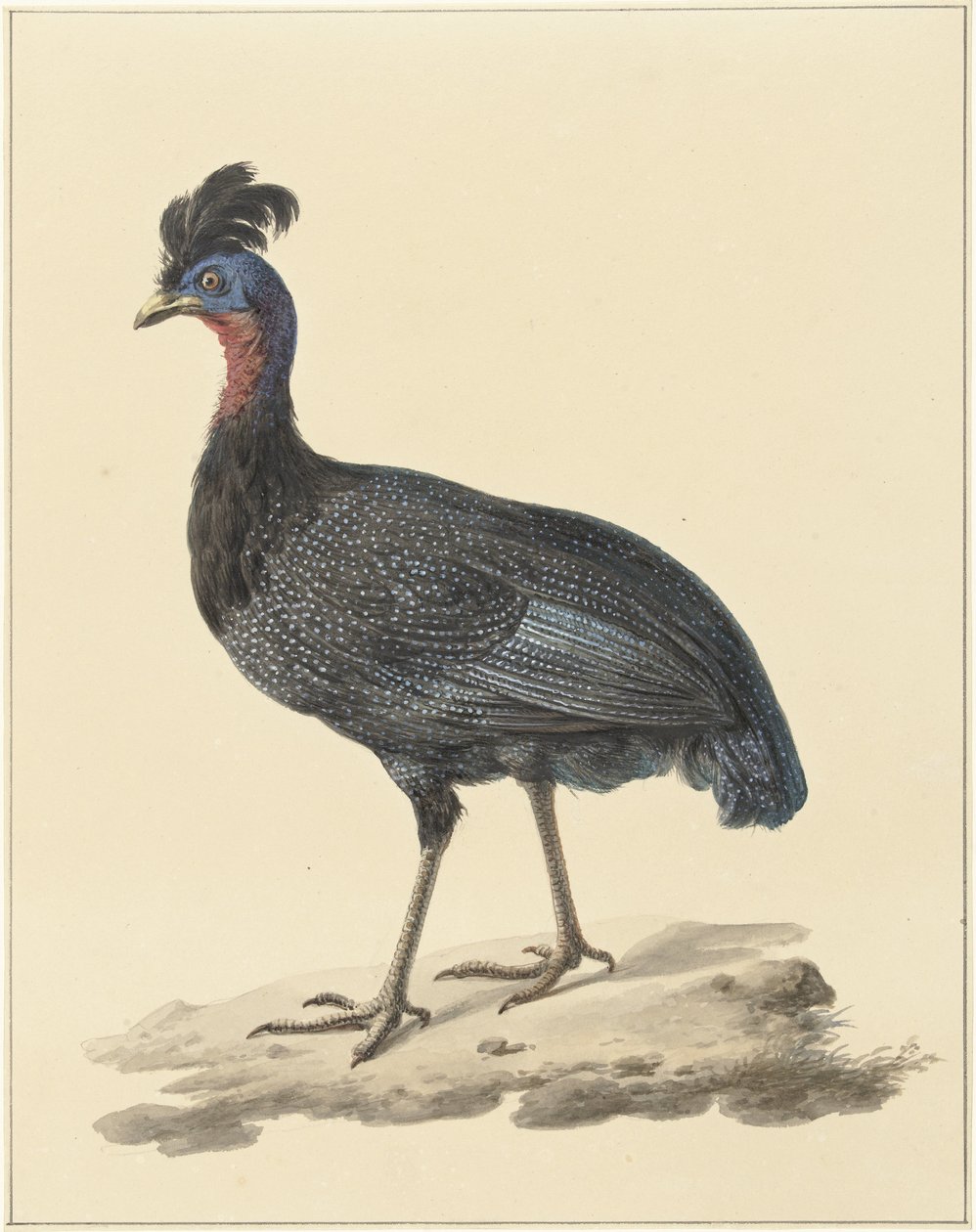 Krönad pärlhöna av Pieter Pietersz. Barbiers